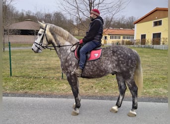 Warmblood pesado, Caballo castrado, 5 años, 165 cm, Tordo rodado