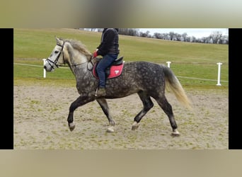 Warmblood pesado, Caballo castrado, 5 años, 165 cm, Tordo rodado