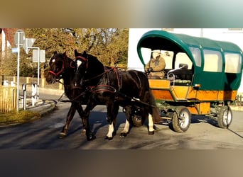 Warmblood pesado, Caballo castrado, 5 años, 166 cm, Negro