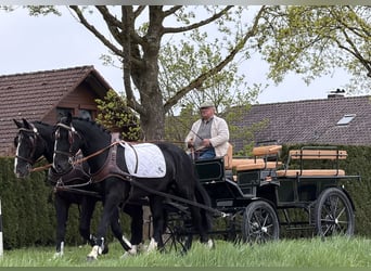 Warmblood pesado, Caballo castrado, 5 años, 167 cm, Negro