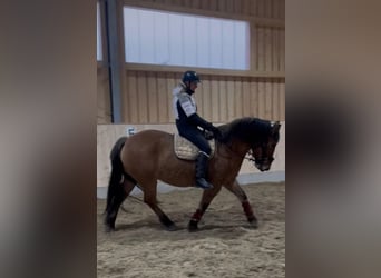 Warmblood pesado Mestizo, Caballo castrado, 6 años, 155 cm, Bayo