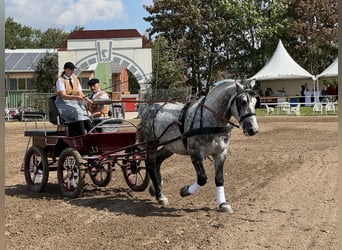 Warmblood pesado, Caballo castrado, 6 años, 162 cm, Tordo