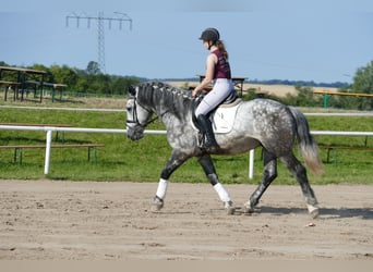 Warmblood pesado, Caballo castrado, 6 años, 162 cm, Tordo