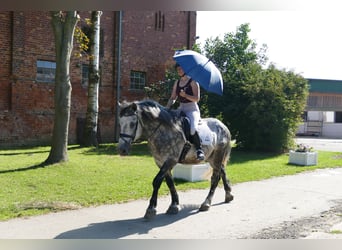 Warmblood pesado, Caballo castrado, 6 años, 162 cm, Tordo