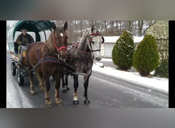 Warmblood pesado, Caballo castrado, 6 años, 165 cm, Tordo rodado