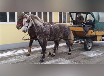 Warmblood pesado, Caballo castrado, 6 años, 165 cm, Tordo rodado