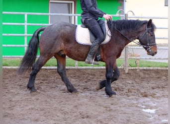 Warmblood pesado Mestizo, Caballo castrado, 7 años, 150 cm, Tordillo negro