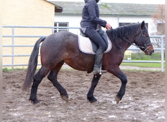 Warmblood pesado Mestizo, Caballo castrado, 7 años, 150 cm, Tordillo negro