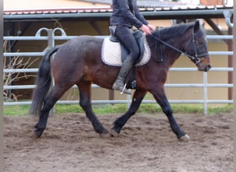 Warmblood pesado Mestizo, Caballo castrado, 7 años, 150 cm, Tordillo negro