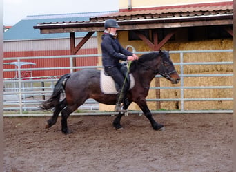 Warmblood pesado Mestizo, Caballo castrado, 7 años, 150 cm, Tordillo negro