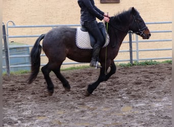 Warmblood pesado Mestizo, Caballo castrado, 7 años, 150 cm, Tordillo negro