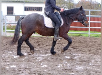 Warmblood pesado Mestizo, Caballo castrado, 7 años, 150 cm, Tordillo negro