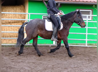 Warmblood pesado Mestizo, Caballo castrado, 7 años, 150 cm, Tordillo negro