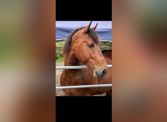 Warmblood pesado Mestizo, Caballo castrado, 7 años, 162 cm, Castaño