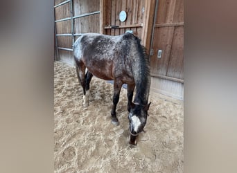 Warmblood pesado, Caballo castrado, 7 años, 164 cm