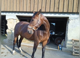 Warmblood pesado, Caballo castrado, 7 años, 164 cm, Castaño