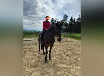 Warmblood pesado, Caballo castrado, 7 años, 165 cm, Castaño