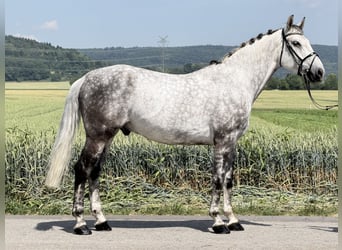 Warmblood pesado, Caballo castrado, 7 años, 167 cm, Tordo rodado