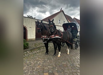 Warmblood pesado, Caballo castrado, 7 años, 170 cm, Morcillo