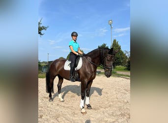 Warmblood pesado, Caballo castrado, 7 años, 170 cm, Negro