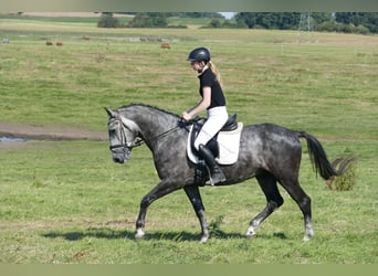 Warmblood pesado, Caballo castrado, 8 años, 162 cm, Tordo