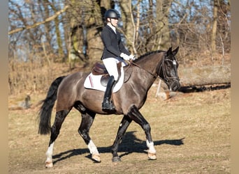Warmblood pesado, Caballo castrado, 8 años, 164 cm, Castaño oscuro