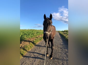 Warmblood pesado, Caballo castrado, 8 años, 172 cm, Negro