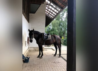Warmblood pesado, Caballo castrado, 8 años, 172 cm, Negro