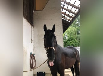 Warmblood pesado, Caballo castrado, 8 años, 172 cm, Negro