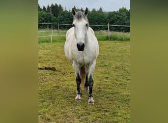 Warmblood pesado, Caballo castrado, 9 años, 160 cm, Tordo