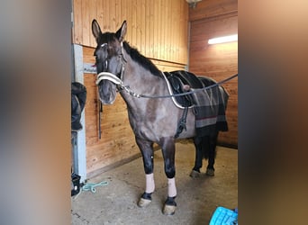 Warmblood pesado, Caballo castrado, 9 años, 162 cm, Castaño oscuro