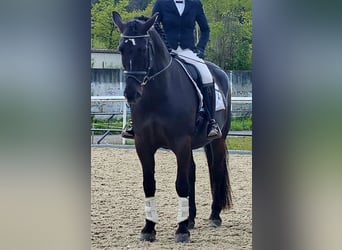 Warmblood pesado, Caballo castrado, 9 años, 162 cm, Castaño oscuro