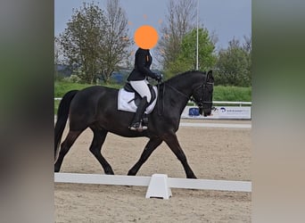 Warmblood pesado, Caballo castrado, 9 años, 162 cm, Castaño oscuro