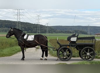 Warmblood pesado, Caballo castrado, 9 años, 170 cm, Negro