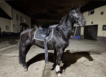 Warmblood pesado, Caballo castrado, 9 años, 172 cm, Negro