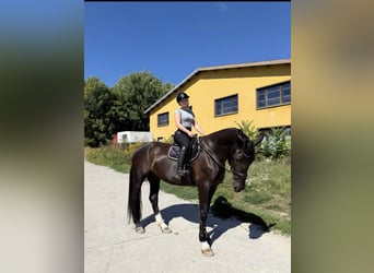 Warmblood pesado, Caballo castrado, 9 años, 172 cm, Negro