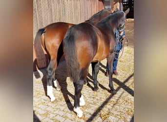 Warmblood pesado, Caballo castrado, Potro (03/2025), Castaño
