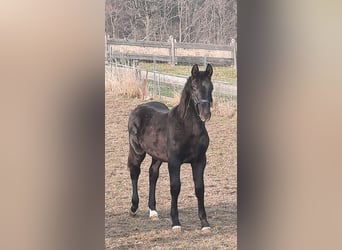 Warmblood pesado, Semental, 1 año, 165 cm, Negro