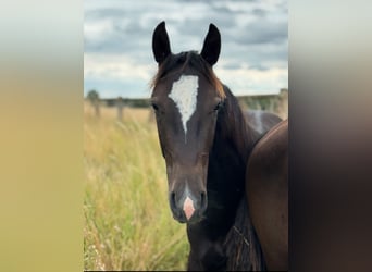 Warmblood pesado, Semental, 1 año, 165 cm, Negro