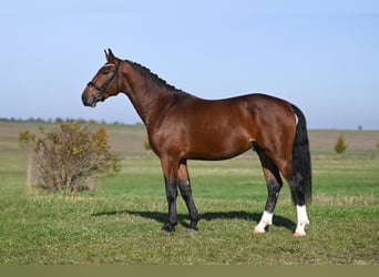 Warmblood pesado, Semental, 2 años, Castaño