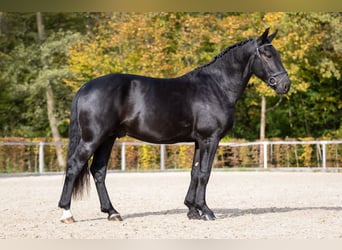 Warmblood pesado, Semental, 2 años, Negro