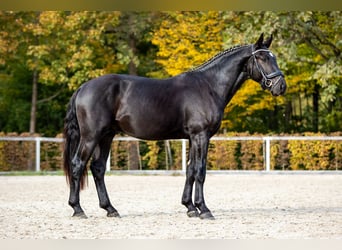 Warmblood pesado, Semental, 2 años, Negro