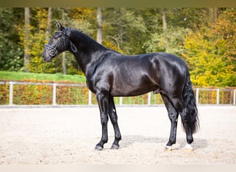 Warmblood pesado, Semental, 2 años, Negro