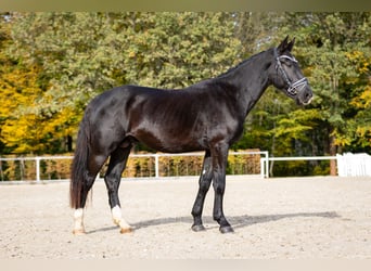 Warmblood pesado, Semental, 2 años, Negro