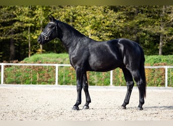 Warmblood pesado, Semental, 2 años, Negro