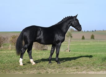 Warmblood pesado, Semental, 3 años, Negro