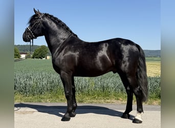 Warmblood pesado, Semental, 4 años, 167 cm, Negro
