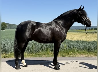 Warmblood pesado, Semental, 4 años, 167 cm, Negro