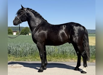 Warmblood pesado, Semental, 4 años, 167 cm, Negro