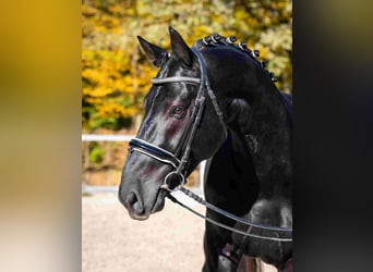 Warmblood pesado, Semental, 4 años, Negro